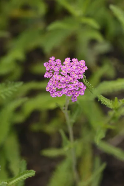 Nyári Pasztell Cickafark Latin Név Achillea Millefolium Nyári Pasztell — Stock Fotó