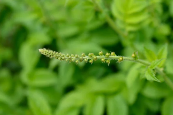 Agromonia Comum Denominação Latina Agrimonia Eupatoria — Fotografia de Stock