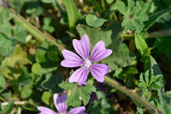 Gemeine Malve Lateinischer Name Malva Sylvestris — Stockfoto