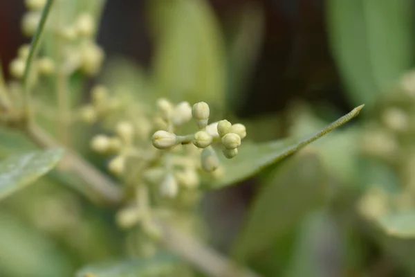 Звичайні Бутони Оливкових Квітів Латинська Назва Olea Europaea — стокове фото