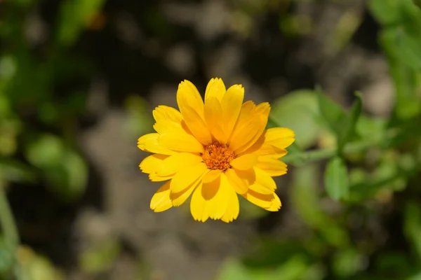 Princess Mix Garden Marigold Λατινική Ονομασία Calendula Officinalis Princess Mix — Φωτογραφία Αρχείου