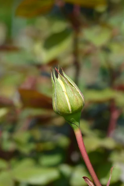 Nicolas Hulot Rose Nom Latin Rosa Hybrida Nicolas Hulot — Photo