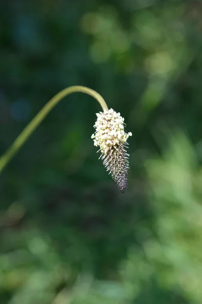 Ribwort Plantain Nom Latin Plantago Lanceolata — Photo