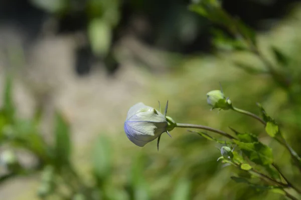 Blue Baloon Flower Semiplenum Латинское Название Platycodon Grandiflorus Semiplenum — стоковое фото