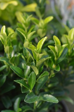 Japonlar Francien 'i çeviriyor - Latince adı Euonymus japonicus Francien