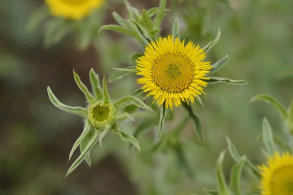 Spiny Starwort Fiore Giallo Nome Latino Pallenis Spinosa — Foto Stock