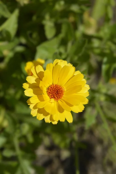 Księżniczka Mix Ogród Marigold Łacińska Nazwa Calendula Officinalis Princess Mix — Zdjęcie stockowe