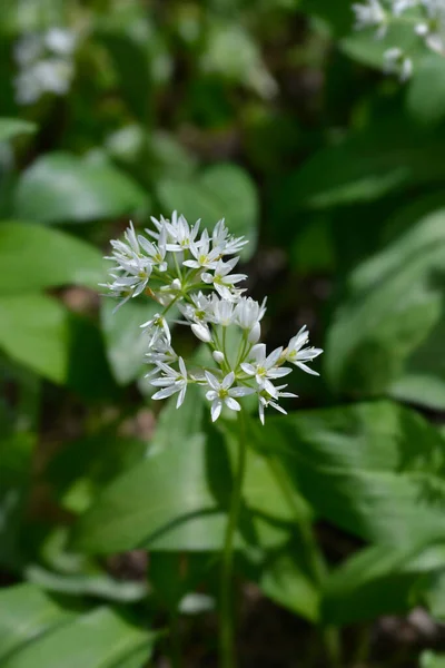 Flor Alho Selvagem Nome Latino Allium Ursinum — Fotografia de Stock