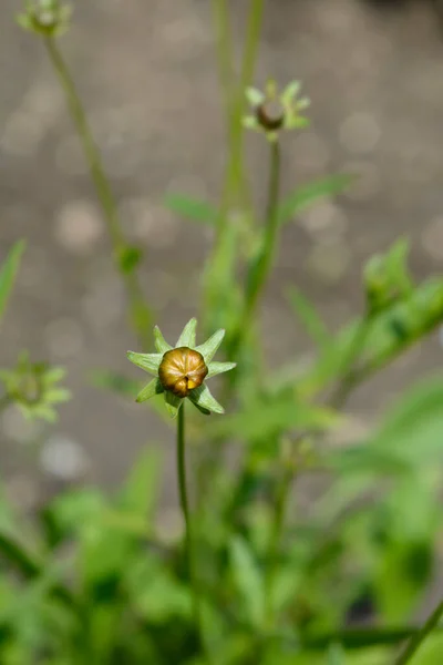 Star Tickseed Fiore Arancio Nome Latino Coreopsis Pubescens — Foto Stock