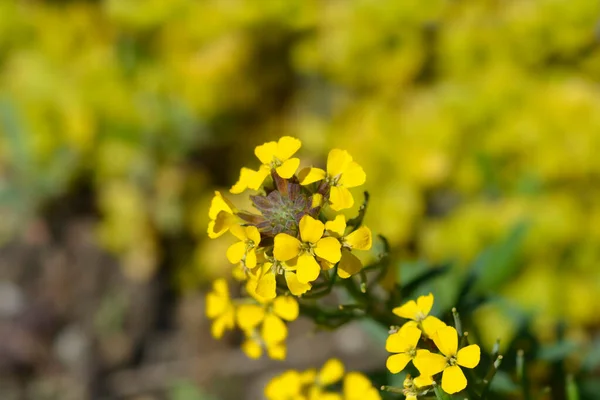 Alpine Wallflower Golden Gem Flores Amarillas Nombre Latino Erysimum Golden — Foto de Stock