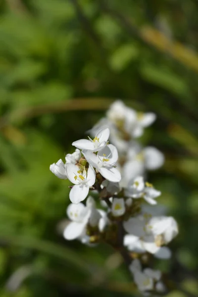 New Zealand Satin Flower Latin Name Libertia Grandiflora Libertia Chilensis — Stock Photo, Image