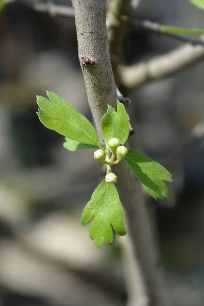 Aubépine Crète Nom Latin Crataegus Azarolus — Photo