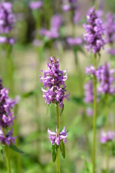 Purple Betony Latin Name Stachys Officinalis Betonica Officinalis — Stock Photo, Image