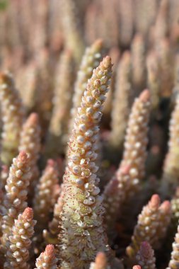 Orostachys Çin şapkası çiçeği - Latince adı - Orostachys iwarenge Chinese Hat