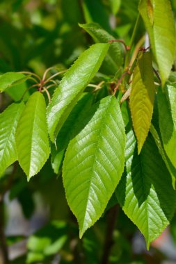Tatlı kiraz ağacı Moretta di Vignola yaprakları - Latince adı - Prunus avium Moretta di Vignola