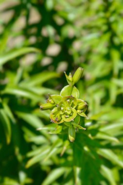 Henry 'nin zambak tomurcukları - Latince adı - Lilium henryi