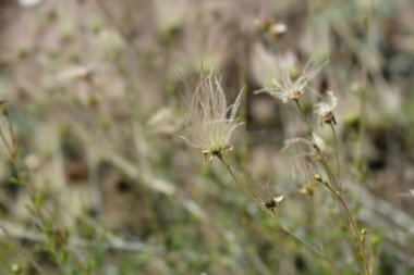 Ache plume tohum başı - Latince adı - Fallugia paradoxa