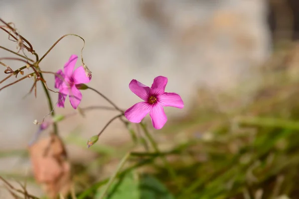 Różowy Syrop Drzewny Nazwa Łacińska Oxalis Articulata — Zdjęcie stockowe