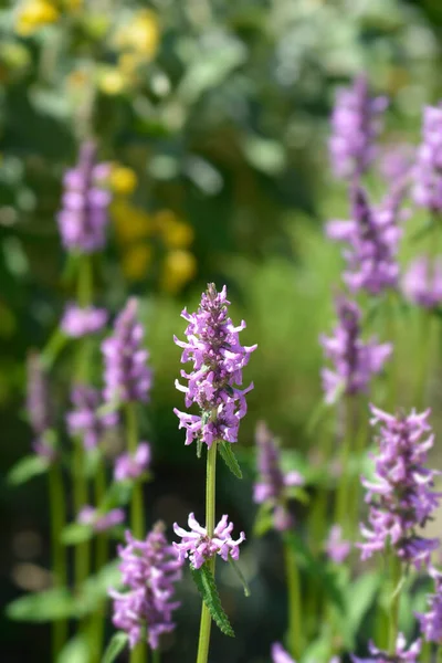 Purple Betony Latin Name Stachys Officinalis Betonica Officinalis — Stock Photo, Image