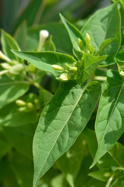 Merveille Pérou Nom Latin Mirabilis Jalapa — Photo