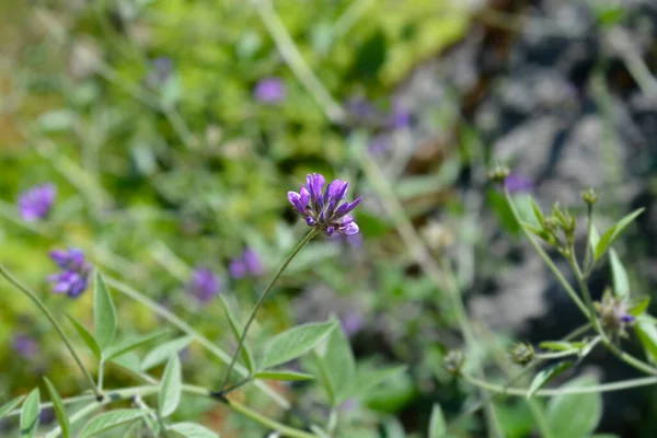 Flor Betún Nombre Latino Bituminaria Bituminosa — Foto de Stock