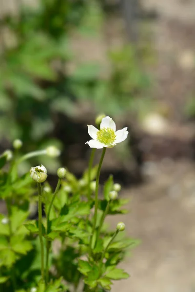 Cutleaf Anemone 라틴어 Anemone Multifida — 스톡 사진