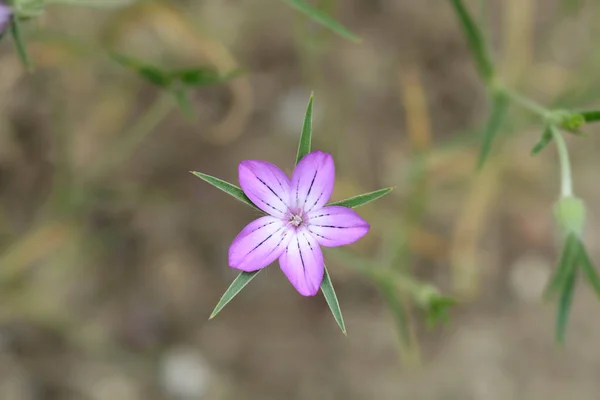 Common corn cockle - Latin name - Agrostemma githago