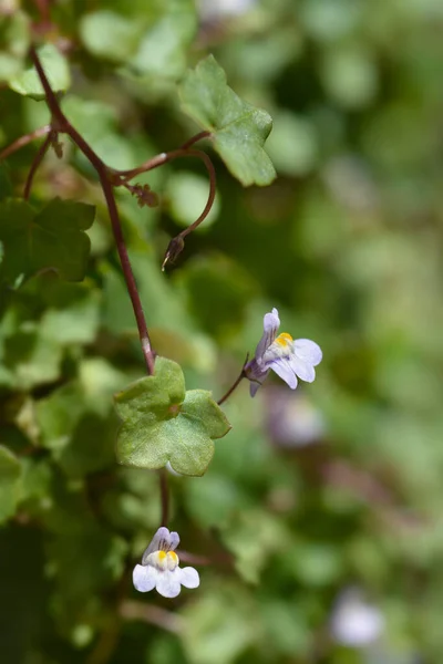 Kenilworth Ivy Małe Kwiaty Łacińska Nazwa Cymbalaria Muralis — Zdjęcie stockowe