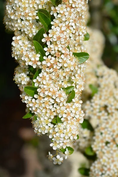 Flores Espinheiro Escarlate Nome Latino Pyracantha Coccinea — Fotografia de Stock