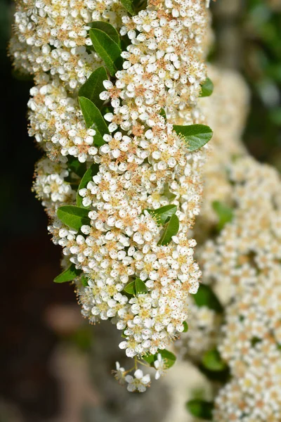 Röd Eldtorn Blommor Latinskt Namn Pyracantha Coccinea — Stockfoto