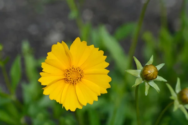 Gwiazda Tickseed Pomarańczowy Kwiat Nazwa Łacińska Coreopsis Pubescens — Zdjęcie stockowe