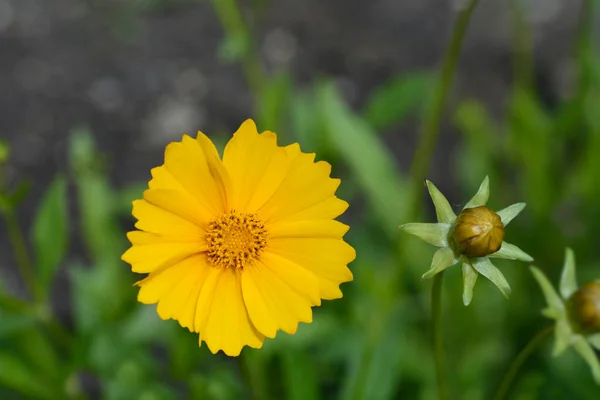 Estrella Flor Semilla Garrapata Naranja Nombre Latino Coreopsis Pubescens — Foto de Stock