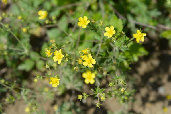 Hoary Cinquefoil Латинское Название Potentilla Argentea — стоковое фото