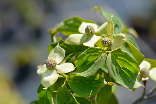 Flowering Dogwood Teutonia Latin Name Cornus Kousa Teutonia — Stock Photo, Image