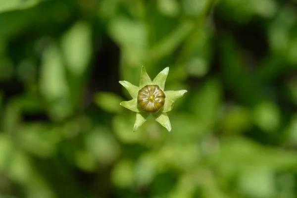 Gwiazda Tickseed Pomarańczowy Kwiat Pączek Nazwa Łacińska Coreopsis Pubescens — Zdjęcie stockowe