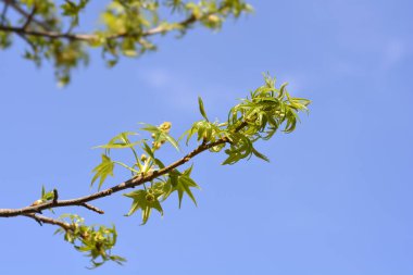 Amerikan tatlandırıcısı - Latince adı - Liquidambar styraciflua