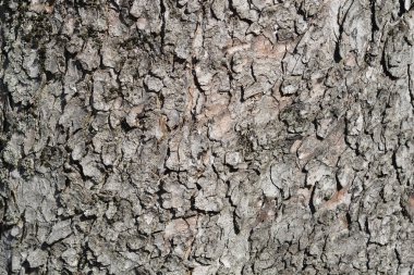 Klasik at kestanesi kabuğu detayı - Latince adı - Aesculus hipocastanum