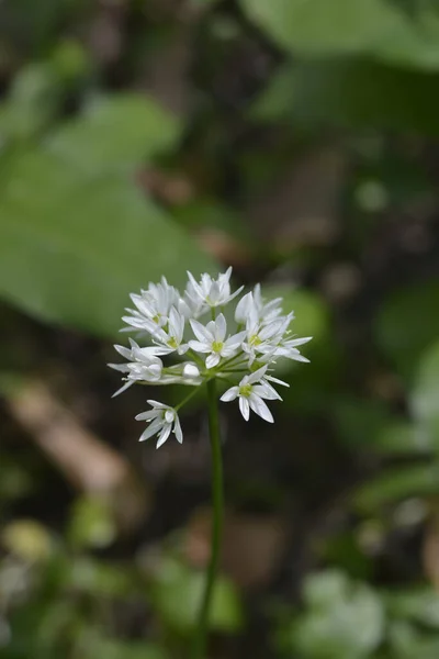 Flor Ajo Silvestre Nombre Latino Allium Ursinum —  Fotos de Stock