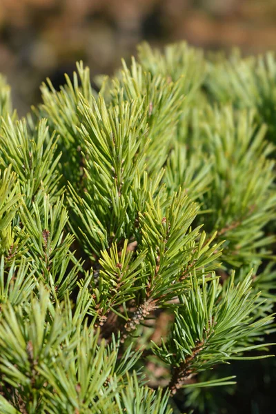 Pino Walter Nombre Latino Pinus Sylvestris Watereri — Foto de Stock