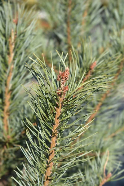 Blue Scots Pine Латинское Название Pinus Sylvestris Glauca — стоковое фото