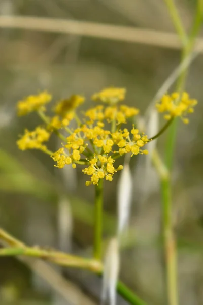 Koper Zwyczajny Żółte Kwiaty Nazwa Łacińska Foeniculum Vulgare — Zdjęcie stockowe