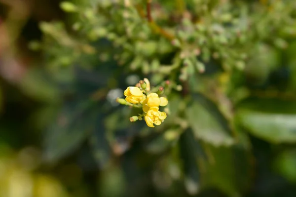 Fleurs Raisin Oregon Nom Latin Berberis Aquifolium Mahonia Aquifolium — Photo