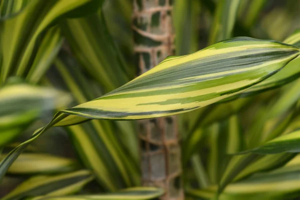 Cornstalk Dracena Yellow Coast Nome Latino Dracena Fragrans Yellow Coast — Foto Stock