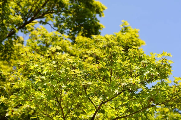 Arce Japonés Nombre Latín Acer Palmatum — Foto de Stock