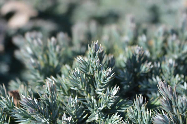 Flaky Juniper Blue Star Latin Name Juniperus Squamata Blue Star — Stock Photo, Image