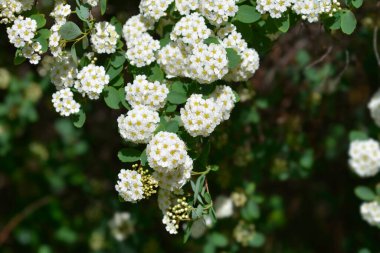 Van Houttes spiraea - Latince adı - Spiraea x vanhouttei