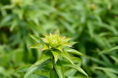 Henrys Lily Latince adı Lilium Henryi 'den ayrılıyor.