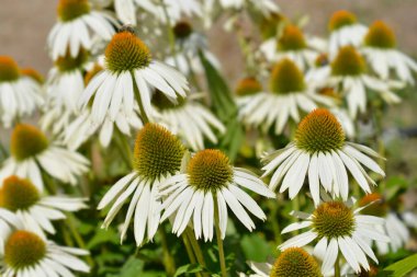 Beyaz coneflower Alba - Latince adı - Echinacea purpurea Alba