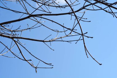 Mavi gökyüzüne karşı yaygın at kestanesi dalları - Latince adı - Aesculus hipocastanum