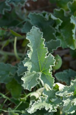 Salatalık ezmesi - Latince adı - Ecballium elaterium
